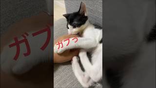 【噛み癖】人間の手はおもちゃでしかない模様。。