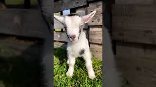 Goat's kids sounds #shorts #ytshorts #viral #funny #viralvideo #animals #pets #shortfilm #my