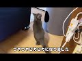 【多頭飼い】初めてのお風呂でくっついちゃう子猫【ブリティッシュショートヘア】