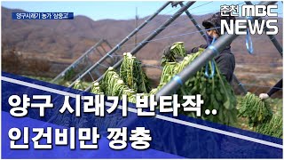 [춘천MBC]양구 시래기 '반타작'..인건비만 '껑충'