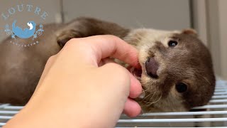 Little Otter Beat Has Finally Conquered His Fear!