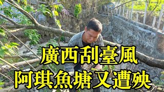 广西刮台风，阿琪鱼塘又遇新麻烦，台风吹倒大树压坏石坝，这损失不少【农村阿琪】