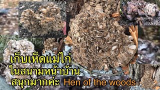 เก็บเห็ดแม่ไก่ตามสนามหน้าบ้าน ได้เยอะและสนุกมาก ไม่ต้องไปเดินป่าค่ะ hen of the woods