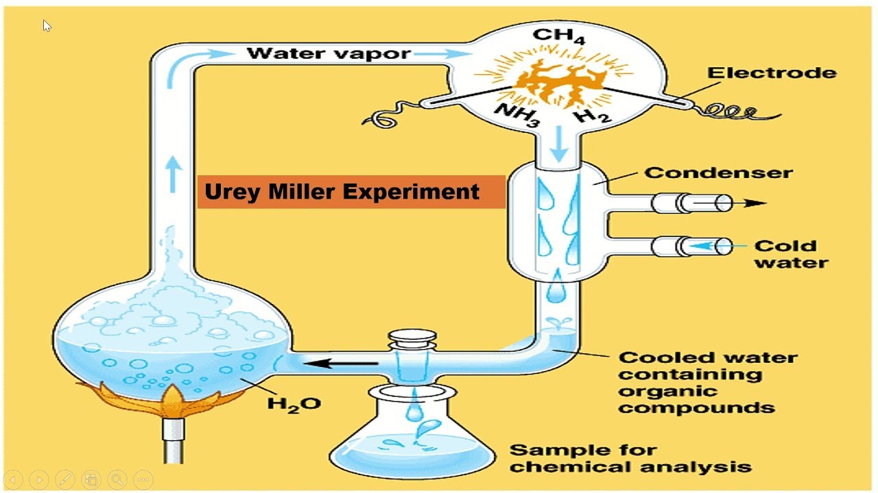 L3: Urey Miller Experiment | Evolution | Pre-medical - NEET/AIIMS - YouTube