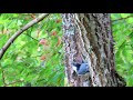 white breasted nuthatch