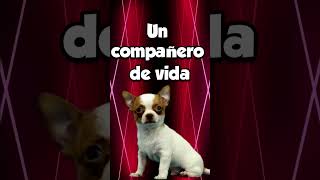 Tener un perro chihuahua es tener un amigo fiel #retoshorts30