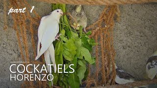 Cockatiels and Horenzo/Hōrensō (Japanese Spinach) | Part 1