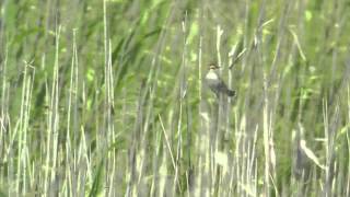 野鳥撮影・ バードウォッチング　セッカ Zitting Cisticola