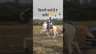 घोड़े की रेवाल चाल और चाले कमेंट में बताए? #horse #horseriding #घोड़े #horserides #sindhihorse