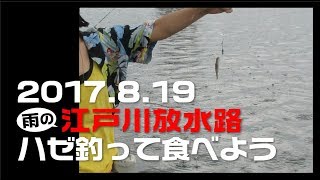 2017年8月19日 江戸川放水路 ハゼ釣り - 雨の団体戦