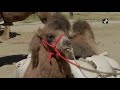 double hump camel soon to be inducted in indian army to help patrol india china border