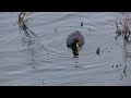 foulque leucoptère fulica leucoptera white winged coot