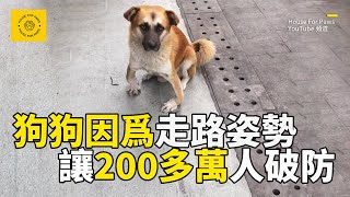 因走路姿勢怪異，被無數人笑話的狗狗，它背後的故事竟如此暖心