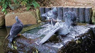 水浴びが下手過ぎるハト　Pigeons poorly in bathing