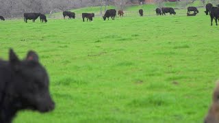 Johnson County officials still working to understand extent of environmental crisis