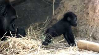 #01 Too Cute! Baby gorilla (five months old).ゴリラの赤ちゃん（生後五ヶ月）。