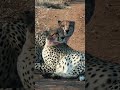 This Is Your Sign to Book an African Safari with Gosheni Safaris 🐘🌍