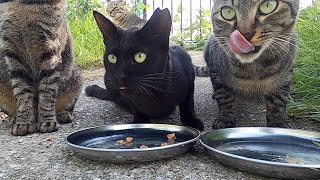 空腹の猫たちが美味しそうに食べた。Hungry cats ate deliciously.  Vol.547