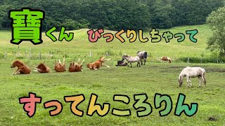 【母馬を亡くした仔馬】寶くん、びっくりしちゃってすってんころりん⁈