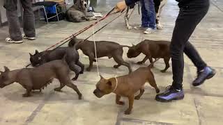 CQD BTK -65th International Dog Show CACIB Belgrade,17th November 2019