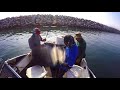 redondo beach ca fishing pesca yellowtails bonitos