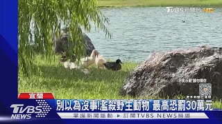 「綠頭鴨遭彈弓射擊亡」疑逃逸移工下手 ｜TVBS新聞 @TVBSNEWS02