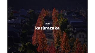 2019 11 19　京都　桂坂　紅葉　Kyoto Katurazaka　Autumn leaves