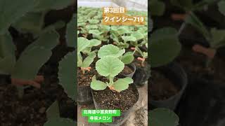 寺坂メロン・生育状況/北海道 富良野 メロン農家の寺坂農園/求人 短期バイト 住み込み可　#shorts