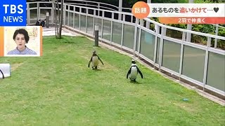 ペンギン あるものを追いかけて・・・【Nスタ】