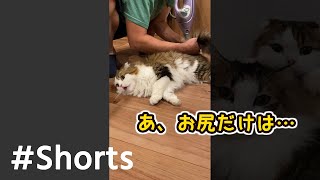 うんちついてお尻拭かれて声が出ちゃう猫 #Shorts​