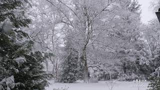 [4K]  Snowscape with breezing gentle wind in the front yard 앞마당 눈내린후 설경