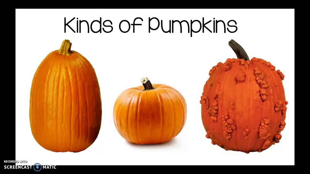 All About Pumpkins Youtube