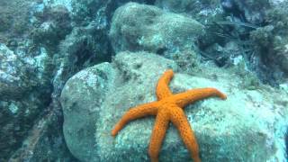 Freediving Etoile de Mer