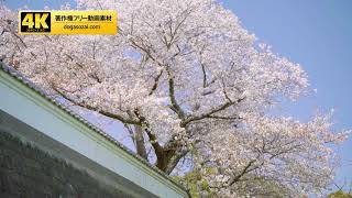 4K動画素材（著作権フリー／商用利用可能）桜11