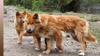 Dingos - wilde Hunde: Körpersprache und Ausdrucksverhalten. Fotoshow-2