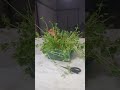 コザクラインコの豆苗遊び