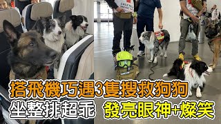 搭飛機巧遇3隻搜救狗狗 坐整排超乖 發亮眼神+燦笑