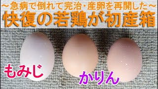 快復の若雌鶏が初産箱～急病で倒れたニワトリが完治して元気に産卵を再開～