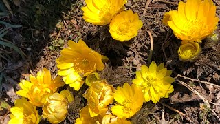 福寿草　府中郷土の森