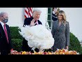 Trump pardons the Thanksgiving turkey 'Corn'