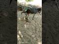 #shortvideos #donkey #animals