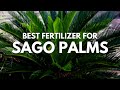 Best Fertilizer for Sago Palms | The Perfect Guide from Experts