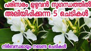 പരിസരം മുഴുവൻ സുഗന്ധത്തിൽ ലയിപ്പിക്കുന്ന5 ചെടികൾ|chedikal malayalam|poochedikal pookan|fragrant pla