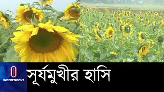 সূর্যমুখীতে স্বপ্ন বুনছেন কৃষক ।। Sunflower