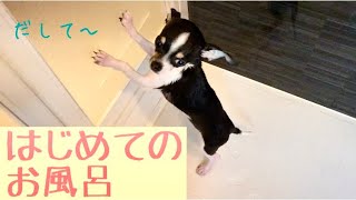 チワワ子犬　はじめてのお風呂　Chihuahua puppy The first bath