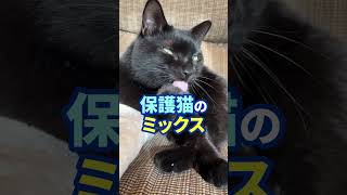 2月22日は【猫の日】意外と知らない黒猫の魅力