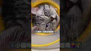 貓貓睡翻白眼哈哈哈哈哈哈應該不是生病吧⋯⋯#cat #貓咪 #catlover #funny #美短 #社牛貓貓