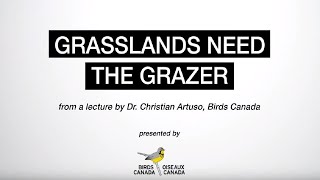 Grasslands Need the Grazer