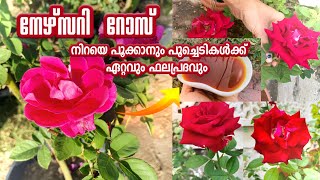 How to get more flowers on rose plant || അടുക്കളയിലെ ഇതൊന്നു മതി റോസ് നിറയെ പൂവിടാൻ