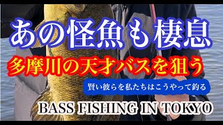 あの怪魚も釣れる多摩川の天才バスを狙う